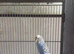 Budgies for sale prices from &pound;25