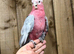 Gallah cockatoo