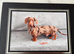 Mr Darcy &ndash; Chocolate Dapple Dachshund Stud