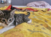 Lovely male kitten