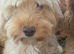 Ready, breeder, 4 dna clear red small miniature cockapoo litter