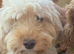 Ready, breeder, 4 dna clear red small miniature cockapoo litter