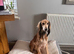 7 year old saluki