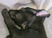 Female chihuahua