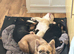Gorgeous KC Fluffy French Bulldog Puppies