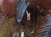 Homebred miniature shetland filly