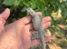 Baby bearded dragons WOW!