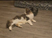 Giant maine coon kittens for sale