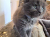 Maine coon pedigree kittens