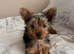 Yorkshire Terrier puppy 1 boy left