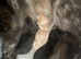Kittens are HERE. Maine coon kittens.