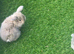 Mini lop baby rabbit !!