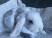 Mini lop litter. Ready now