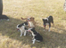 Welsh sheep dog puppies