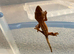 Crested geckos available