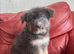 Ready to leave pedigree GSD pups