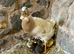 Indian runner family, female Duck & her 8 ducklings