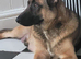 Belgium malinois x Belgium shepherd pups