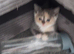 7 healthy bsh Cross kittens ready now