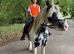 Mini Cob 13hh