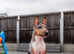 Exotic Miniature Bullterrier Puppies