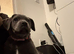 Cane corso female 11 weeks old