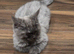 Purebred Maine Coon Kittens with Pedigree