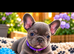 Beautiful kc registered French bulldog puppies