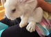 Bunnies