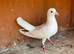 4 pigeons