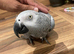 Hand tame African grey kiwi