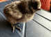 Silkie, pekin, Americana, Orpington,easteregger, legbar,s, welsumer,welbars, etc