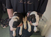 Staff x american bulldog