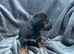 Miniature dachshund x Jack Russell