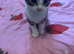 kittens for sale