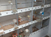 Plastic  canary cages for ssle