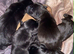 5 beautiful labrador puppies.