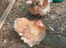 Pekins available in various colours