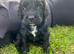 Spoodle puppies