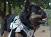 Koba for stud