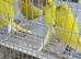 Baby budgies for sale