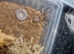 X5 Davus pentaloris tarantula Unsexed