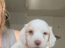 Now only 1 Cockerpoo puppy available