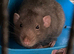 Dumbo rats 3 boys and full cage set up