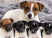 Miniature Jack Russell puppy’s