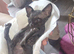 Beautiful Black Sphynx Kitten &ndash; ready