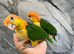 Hand-Rearing Baby Friendly Super Tame Caique Parrot