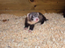 Ferret kits