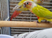 Proven mutatation conure breeding pair