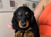 Long hair miniature dachshund